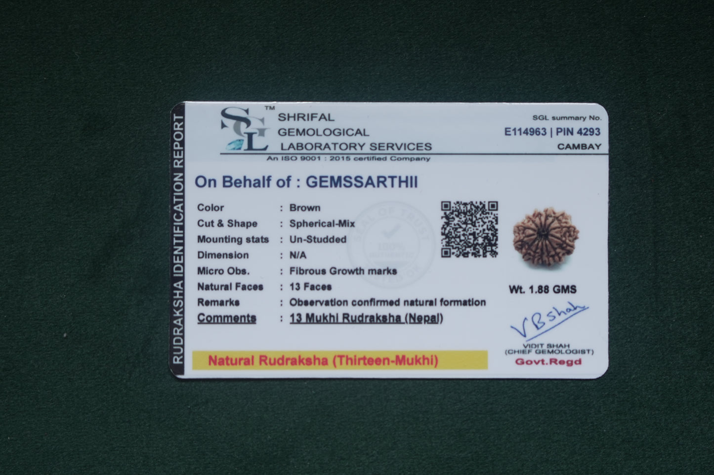 Natural 13 mukhi rudraksh (nepali)