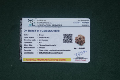 Natural 3 mukhi rudraksh (nepali)
