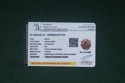 Natural 4 mukhi rudraksh (nepali)