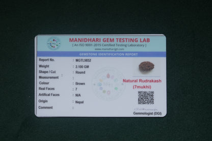 Natural 7 mukhi rudraksh(nepali)