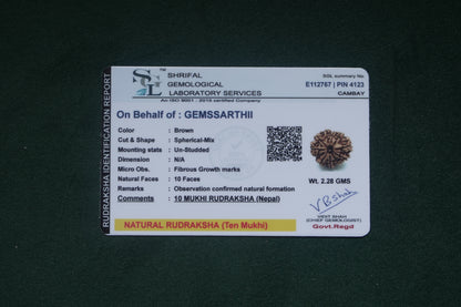 Natural 10 mukhi rudraksh (Nepali)