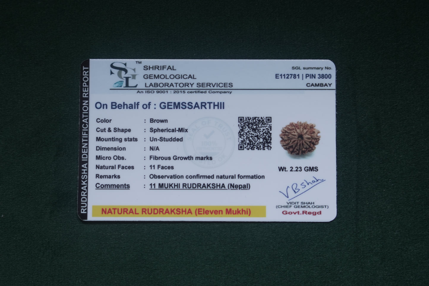 Natural 11 mukhi rudraksh (nepali)