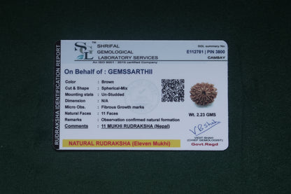 Natural 11 mukhi rudraksh (nepali)