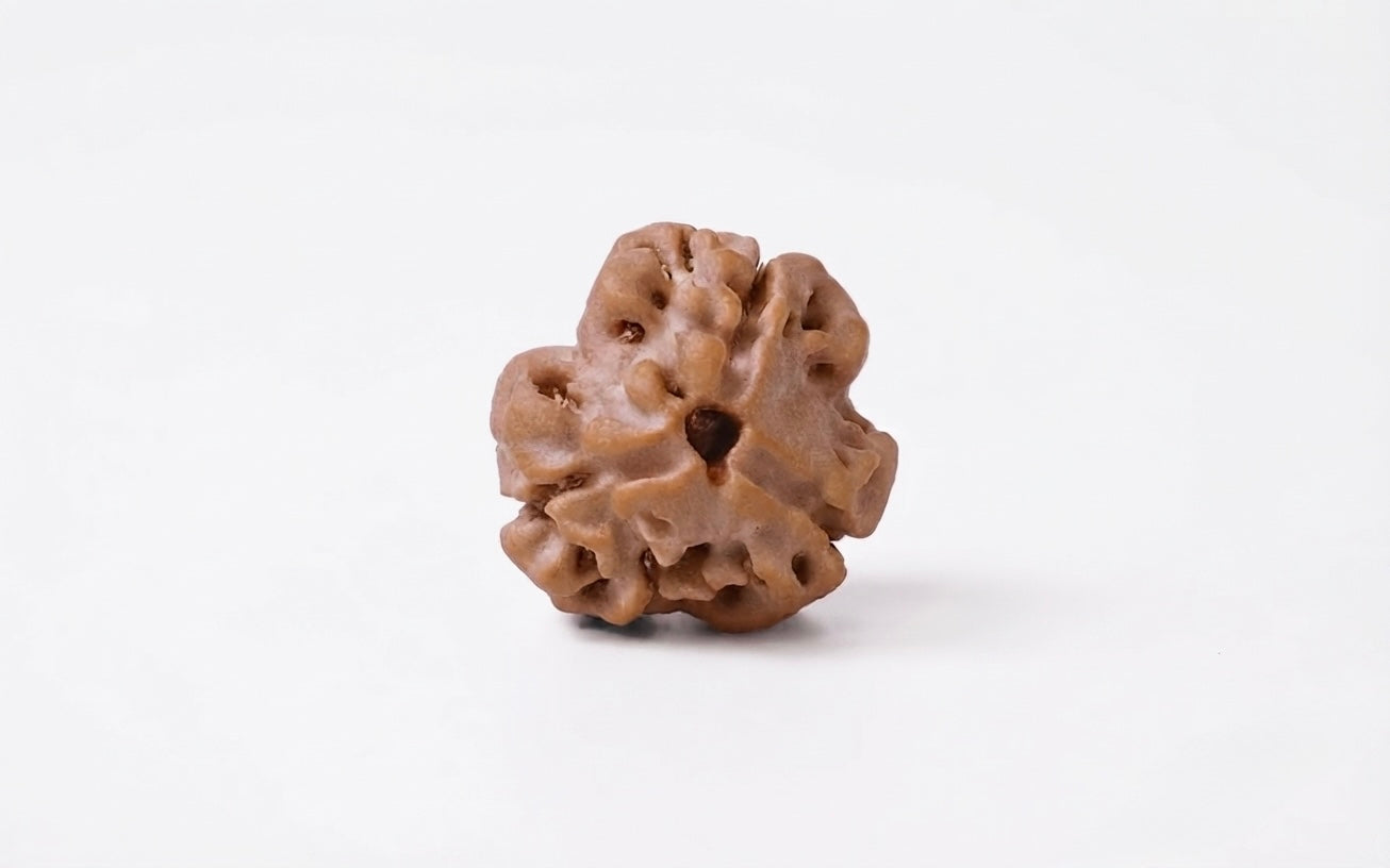 Natural 3 mukhi rudraksh (nepali)