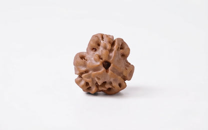 Natural 3 mukhi rudraksh (nepali)