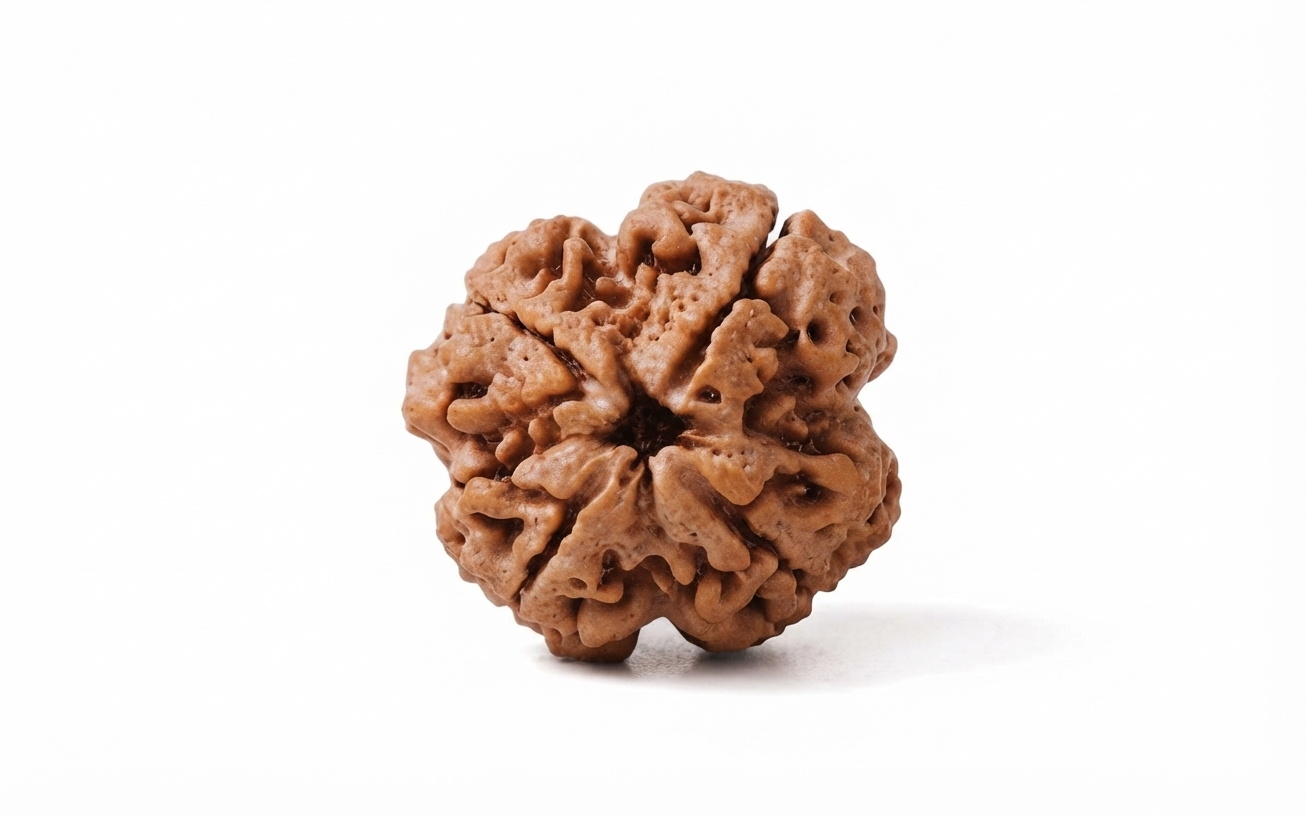 Natural 4 mukhi rudraksh (nepali)