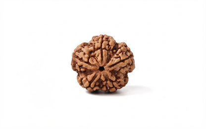NATURAL 5 MUKHI RUDRAKSH (NEPAL) SIDDHA