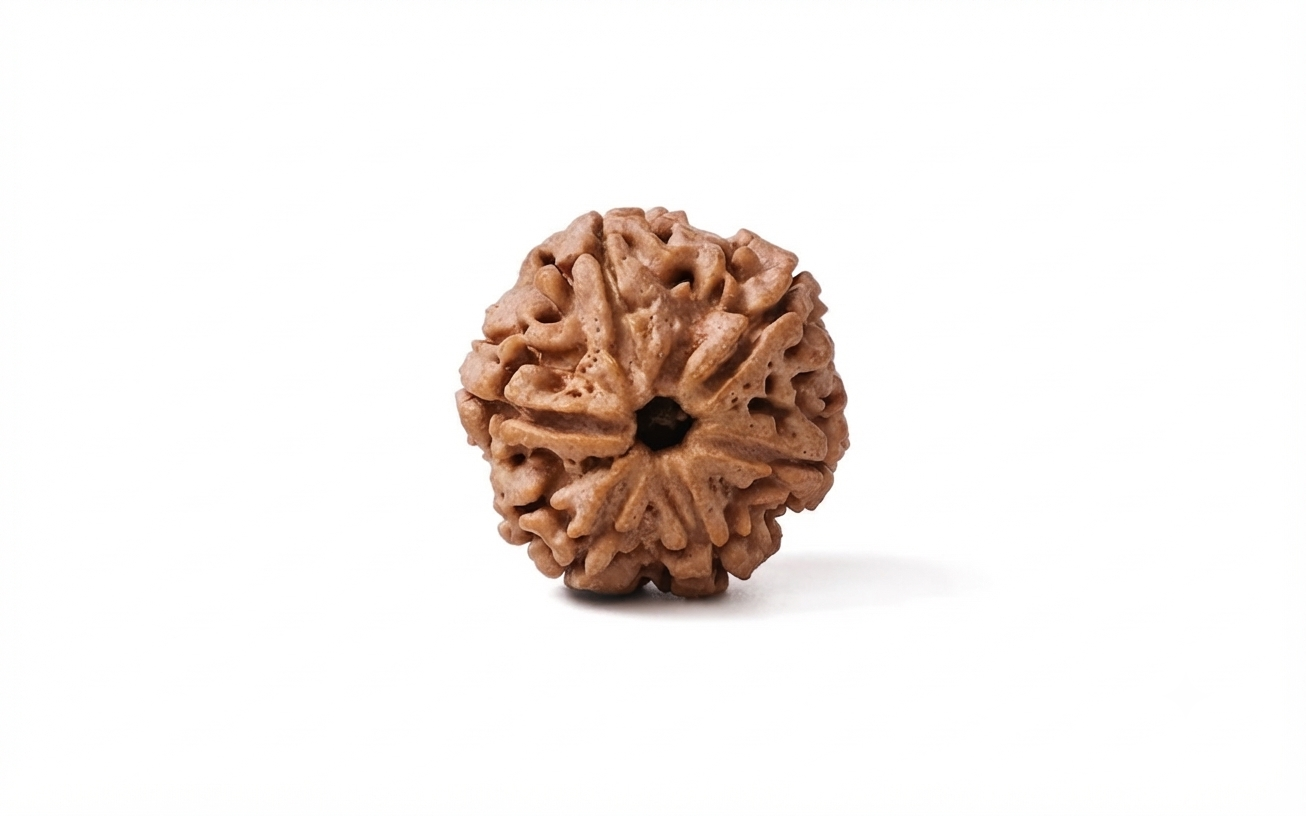 Natural 6 mukhi rudraksh (Nepali)