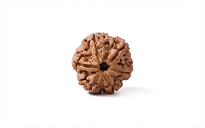 Natural 6 mukhi rudraksh (Nepali)