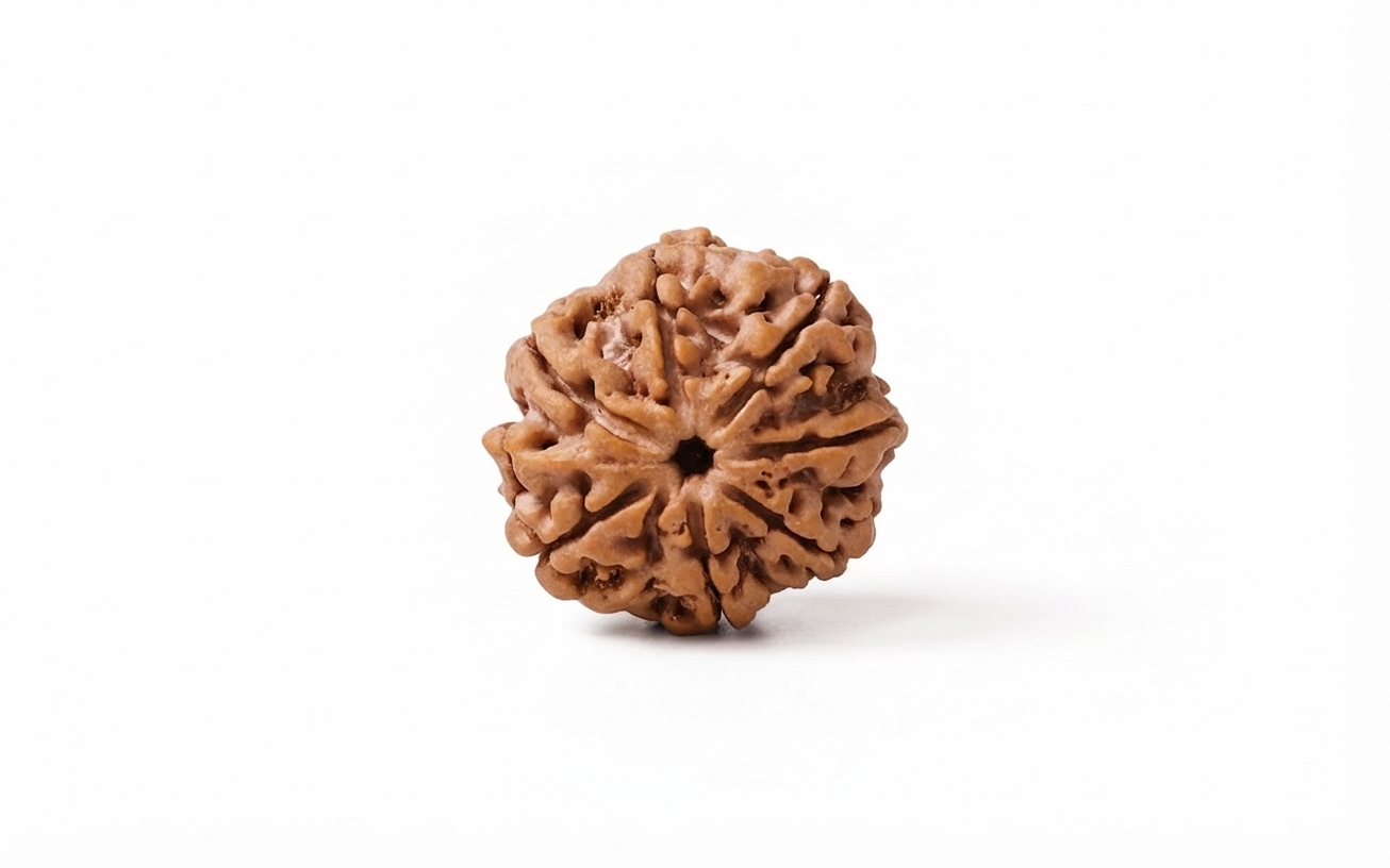 Natural 7 mukhi rudraksh(nepali)
