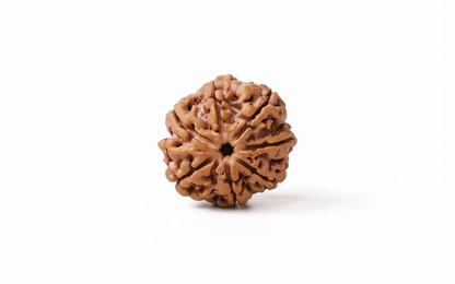 Natural 7 mukhi rudraksh(nepali)