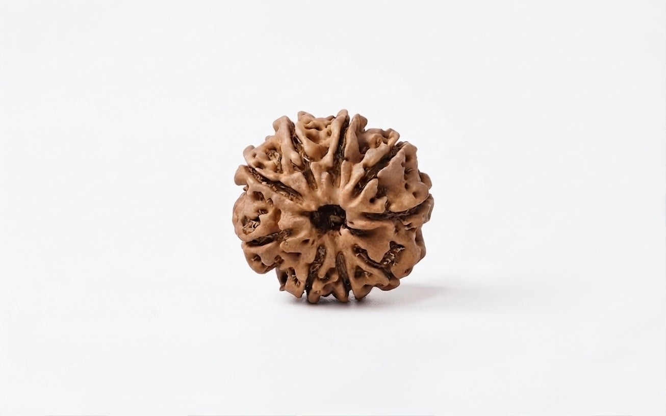 Natural 8 mukhi rudraksh (Nepali)