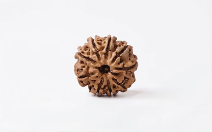 Natural 8 mukhi rudraksh (Nepali)