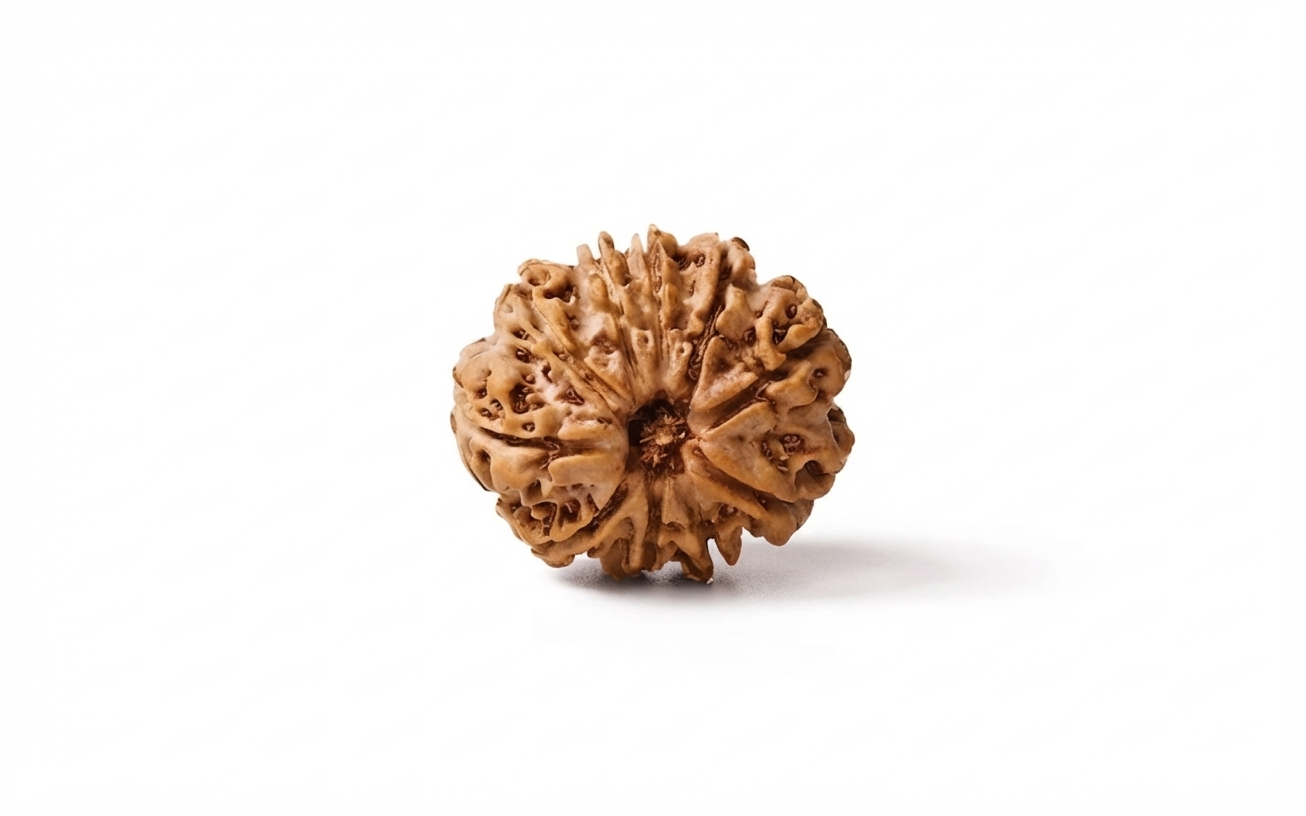 Natural 9 mukhi rudraksh (Nepali)