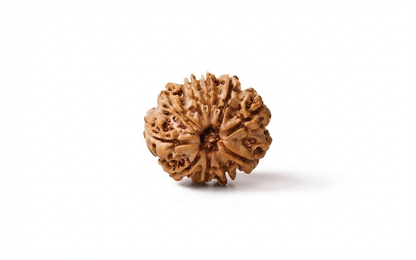 Natural 9 mukhi rudraksh (Nepali)