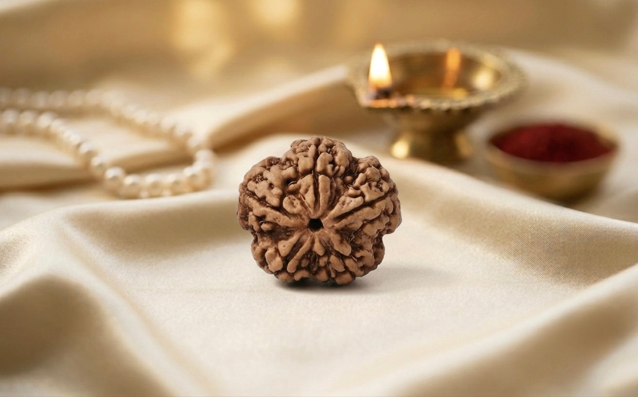 NATURAL 5 MUKHI RUDRAKSH (NEPAL) SIDDHA
