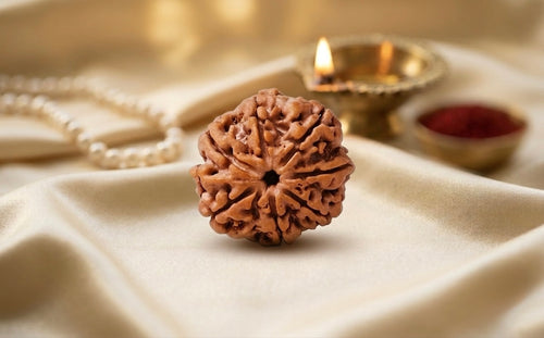 Natural 7 mukhi rudraksh(nepali)