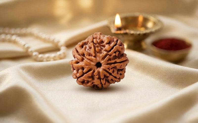 Natural 7 mukhi rudraksh(nepali)