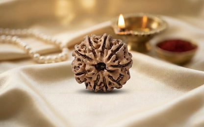 Natural 8 mukhi rudraksh (Nepali)