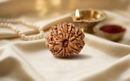 Natural 9 mukhi rudraksh (Nepali)