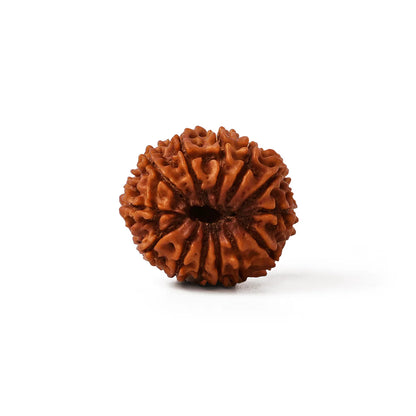 Natural 13 mukhi rudraksh (nepali)