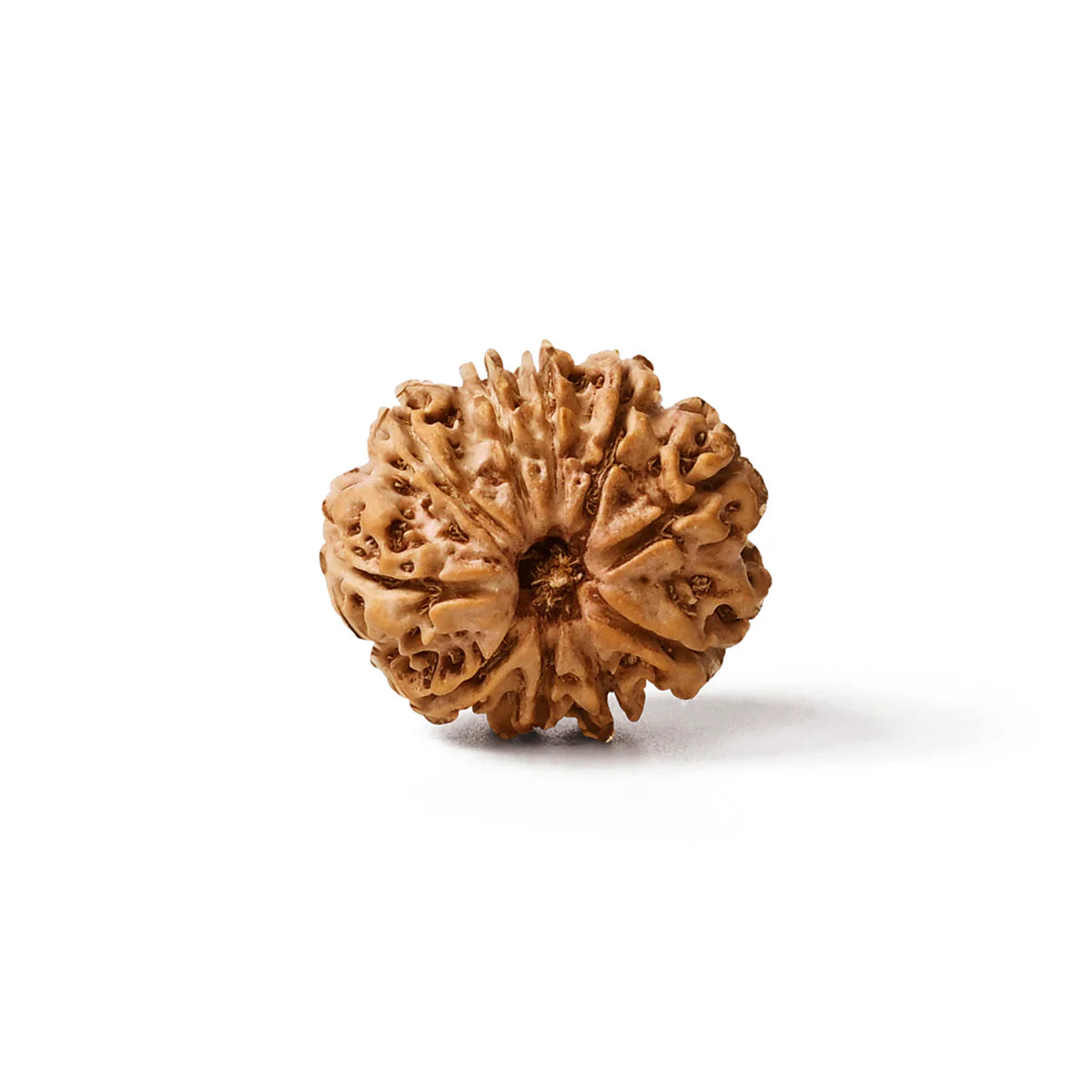 Natural 10 mukhi rudraksh (Nepali)