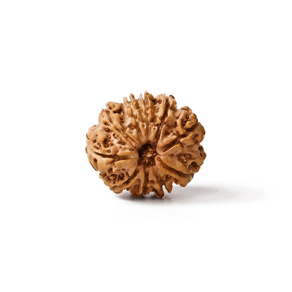 Natural 10 mukhi rudraksh (Nepali)