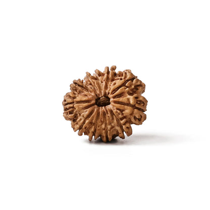 Natural 11 mukhi rudraksh (nepali)