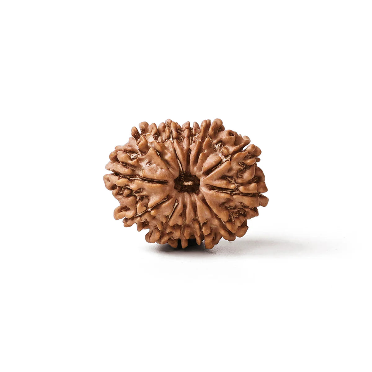 Natural 12 mukhi rudraksh (nepali)