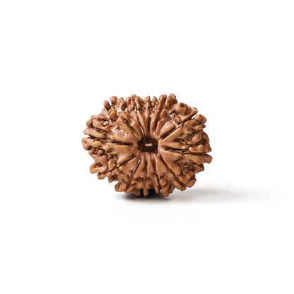 Natural 12 mukhi rudraksh (nepali)