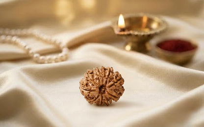 Natural 10 mukhi rudraksh (Nepali)
