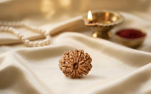 Natural 10 mukhi rudraksh (Nepali)