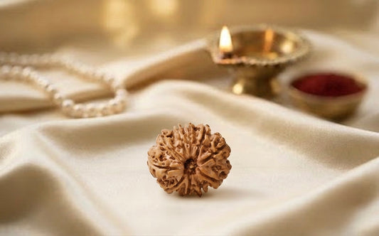 Natural 10 mukhi rudraksh (Nepali)