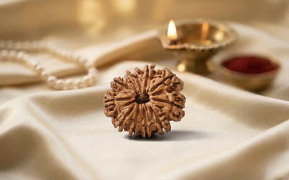 Natural 11 mukhi rudraksh (nepali)