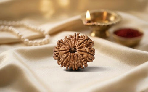 Natural 11 mukhi rudraksh (nepali)