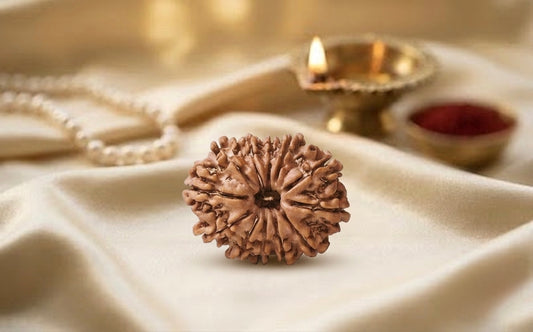 Natural 12 mukhi rudraksh (nepali)