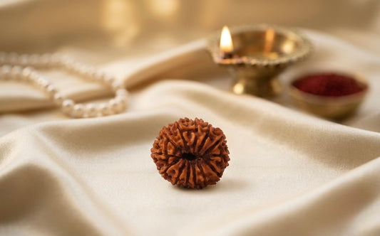 Natural 13 mukhi rudraksh (nepali)