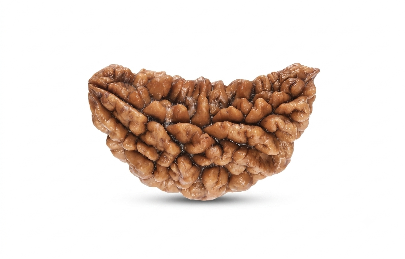 Natural 1 mukhi rudraksh - indian