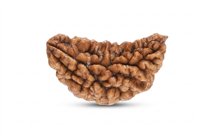 Natural 1 mukhi rudraksh - indian