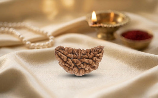 Natural 1 mukhi rudraksh - indian