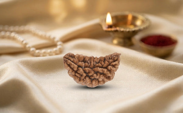 Natural 1 mukhi rudraksh - indian