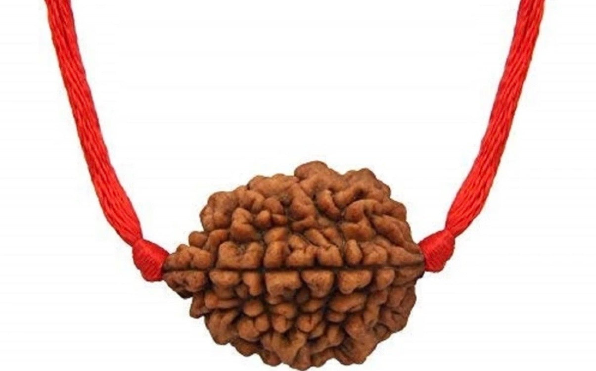 natural 2 mukhi rudraksh -indonesia