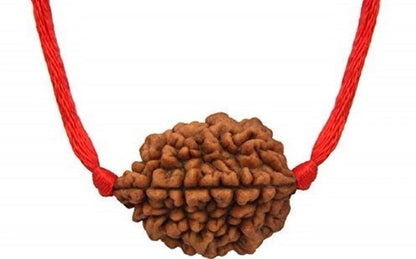natural 2 mukhi rudraksh -indonesia