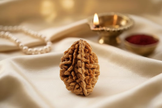 natural 2 mukhi rudraksh -indonesia