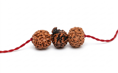 Vidya Siddhi saraswati Kavach – 4 Mukhi, 6 Mukhi & Ganesh Rudraksha