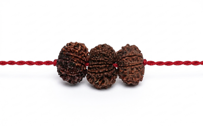 Nazar Protection & health Kavach – 9, 10 & 11 Mukhi Rudraksha