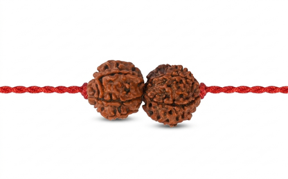 Shani Rahu Shanti Kavach – 7 & 8 Mukhi Nepali Rudraksha