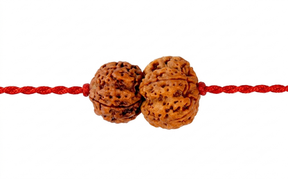 Buddhi Vriddhi Kavach BUDH GURU – 4 & 5 Mukhi Rudraksha