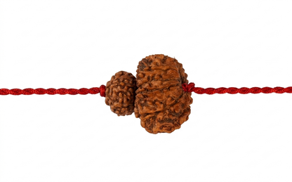 Surya Rahu grah Shanti Kavach – 8 & 12 Mukhi Rudraksha ⭐